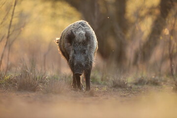 Dzik euroazjatycki, dzik, (Sus scrofa)