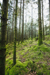 Obraz premium Forest landscape. Morning in a tall pine forest. Trees in the forest covered with needles and overgrown with moss and grass.