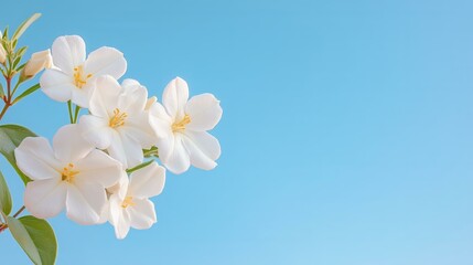 White blossoms against a clear blue sky: natural beauty in bloom