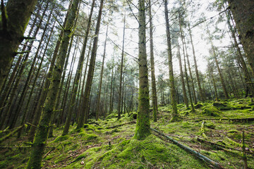 Forest landscape. Morning in a tall pine forest. Trees in the forest covered with needles and overgrown with moss and grass.