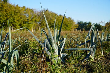 Por na polu z chwastami © Pawel Szypula