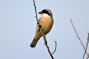 Lesser grey shrike // Schwarzstirnwürger (Lanius minor) - Danube Delta, Romania