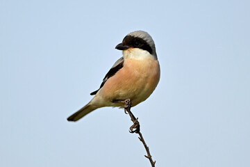 Schwarzstirnwürger // Lesser grey shrike (Lanius minor)