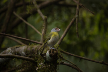 Rufous-browed peppershrike (Cyclarhis gujanensis), woodland bird