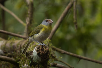 Obraz premium Rufous-browed peppershrike (Cyclarhis gujanensis), woodland bird