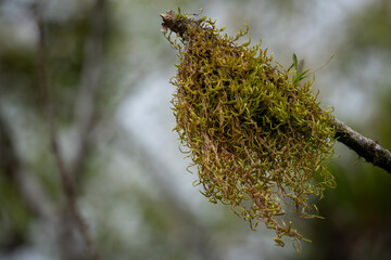 Spear of environment, natural arrangement of moss on the tip of a branch