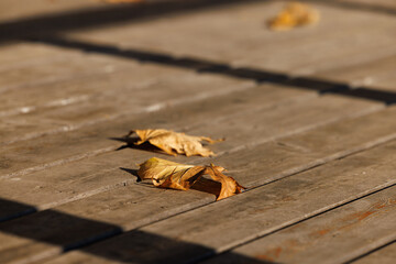 Golden leaves resting on a weathered wooden deck during a calm autumn afternoon