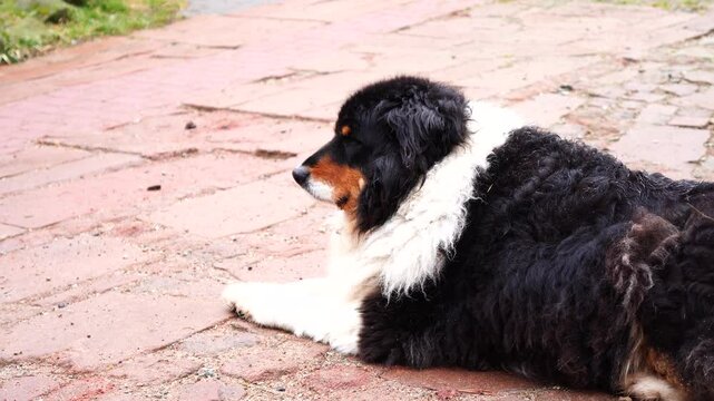 bernese mountain dog