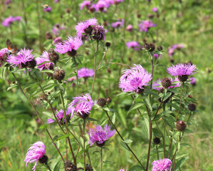 Phrygian cornflower (Centaurea phrygia) grows in nature