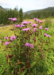 Phrygian cornflower (Centaurea phrygia) grows in nature