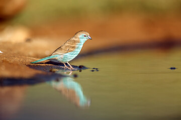 Blue-breasted Cordonbleu couple drinking in waterhole with morning light in Greater Kruger National park, South Africa ; Specie Uraeginthus angolensis family of Estrildidae