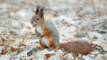 squirrel in the park