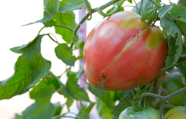 Large red beefsteak tomatoes in the home garden .