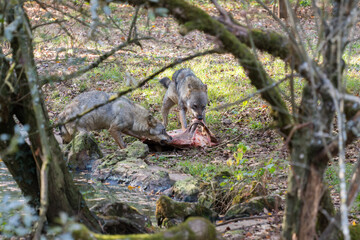 loups enragés 