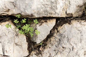 Textured gray stone background with green clover growing from the rock cracks. Nature power,...