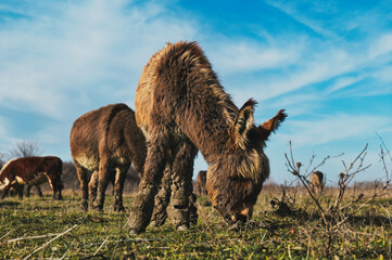 Donkeys grazing in a sunny meadow, surrounded by dry grass and a clear blue sky, creating a serene rural landscape with natural charm