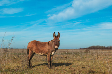 Donkeys grazing in a sunny meadow, surrounded by dry grass and a clear blue sky, creating a serene rural landscape with natural charm