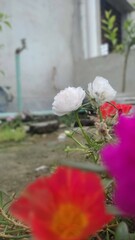Vibrant flowers blooming in a quaint garden under soft afternoon light