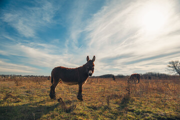 Donkeys grazing in a sunny meadow, surrounded by dry grass and a clear blue sky, creating a serene rural landscape with natural charm