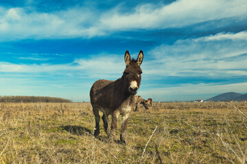 Donkeys grazing in a sunny meadow, surrounded by dry grass and a clear blue sky, creating a serene rural landscape with natural charm