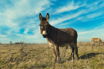 Donkeys grazing in a sunny meadow, surrounded by dry grass and a clear blue sky, creating a serene rural landscape with natural charm