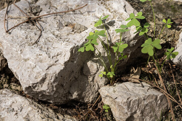 Textured gray stone background with green clover growing from the rock cracks. Nature power, retreat, St. Patrick's Day, text or product placement