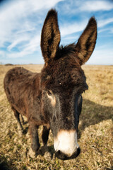 Confident donkey posing calmly in a sunlit meadow, embracing the tranquility of rural life