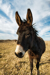 Obraz premium Confident donkey posing calmly in a sunlit meadow, embracing the tranquility of rural life