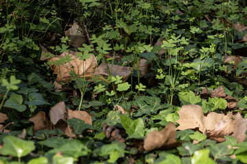 Autumn dry brown leaves combined with green plants, clover and grass. Natural textured background, text placement, retreat