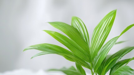 Obraz premium Lush green palm leaves against a white background, ideal for home decor or wellness websites