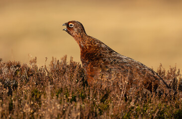 Red Grouse, Scientific name Lagopus Lagopus.  Male Red Grouse in Winter, facing left and calling with open beak and  brown plumage camouflaged in the heather. Swaledale, UK. Horizontal. Copyspace