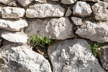 Textured gray stone background with green clover growing from the rock cracks. Nature power, retreat, St. Patrick's Day, text or product placement
