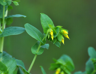 Cerinthe minor grows in nature