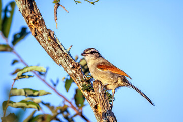 Brown-crowned Tchagra standing on a shrub isolated in blue sky  in Greater Kruger National park, South Africa ; Specie Tchagra australis family of Malaconotidae