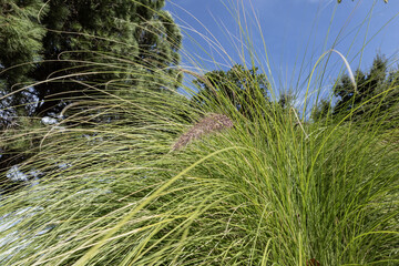 Textured abstract pattern of tall green dense large tropical grass. Macro, close up. Background, texture, Landscape design, text or product placement
