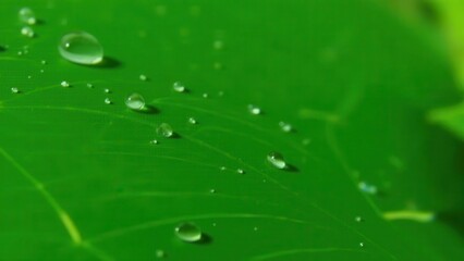 Macro photography of dewdrops on a green oak leaf	