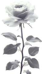 Single grayscale rose with leaves, transparent background png