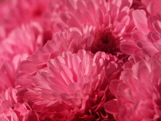 Marco shot of a large field of pink chrysanthemums