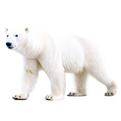 Obraz premium Polar Bear isolated on transparent background