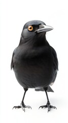 Fototapeta premium Black bird with orange eye isolated on white