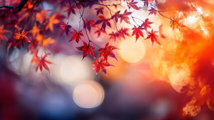 Autumn Maple Leaves Glowing in Sunset Light