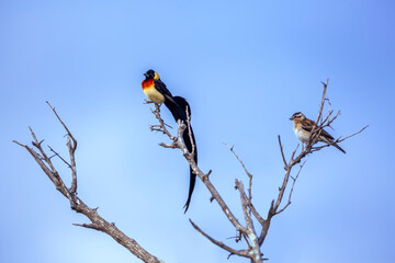 Eastern Paradise-Whydah couple standing on branch isolated in bule sky in Greater Kruger National...