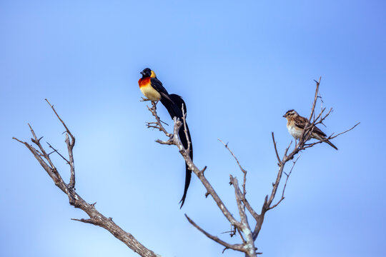 Eastern Paradise-Whydah couple standing on branch isolated in bule sky in Greater Kruger National park, South Africa ; Specie Vidua paradisaea family of Viduidae