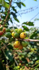 apricots on the tree