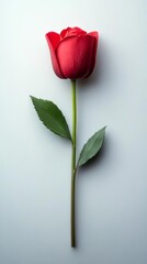Single Red Rose Stem and Leaves