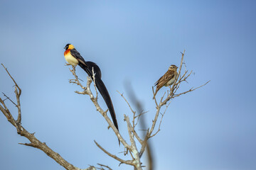 Eastern Paradise-Whydah couple standing on branch isolated in bule sky in Greater Kruger National park, South Africa ; Specie Vidua paradisaea family of Viduidae