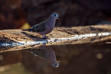 Emerald spotted Wood-Dove drinking backlit in waterhole with reflection in Greater Kruger National...