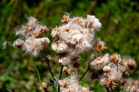 Acker-Distel oder Cirsium arvense (L.) Scop. aus der Familie der Asteraceae
