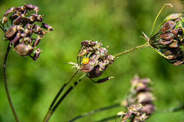 Wiesen-Bärenklau oder Heracleum sphondylium L. aus der Familie der Apiaceae