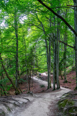 Croatia, hiking path in the National Park of Plitvice